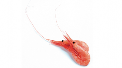 Scientists develop fully degradable bioplastic from shrimp shells