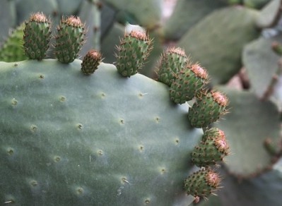 Is cactus from Mexico the next big personal care ingredient?