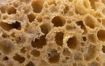 sea sponge © Andrew Turner Getty Images