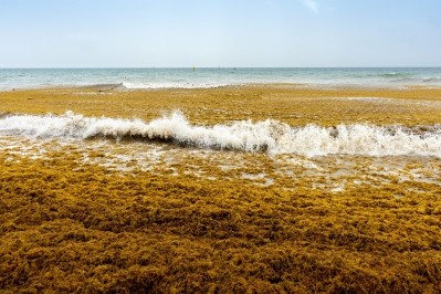Sargassum seaweed © carlosrojas20 Getty Images