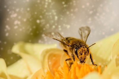 NaturaNectar to launch bee propolis skin care line in 2019
