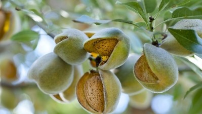 Almond-derived cosmetic ingredient traceability easier CASP