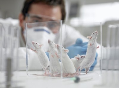 Colombia takes a big step forward towards banning animal testing