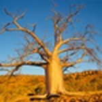 PhytoTerra® Organic Baobab Oil