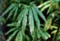 Cannabis Science develops hemp-based skincare formulations