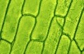 Plant stem cells © barbol88 Getty Images