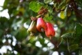 cashew tree © quangpraha Getty Images
