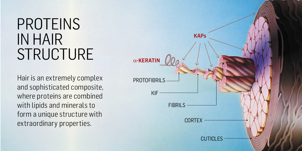 Human hair proteome profiling reveals the importance of KAPs