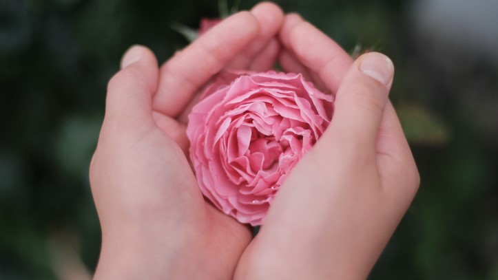 Researchers cultivate rose petal calluses as alternative fragrance source